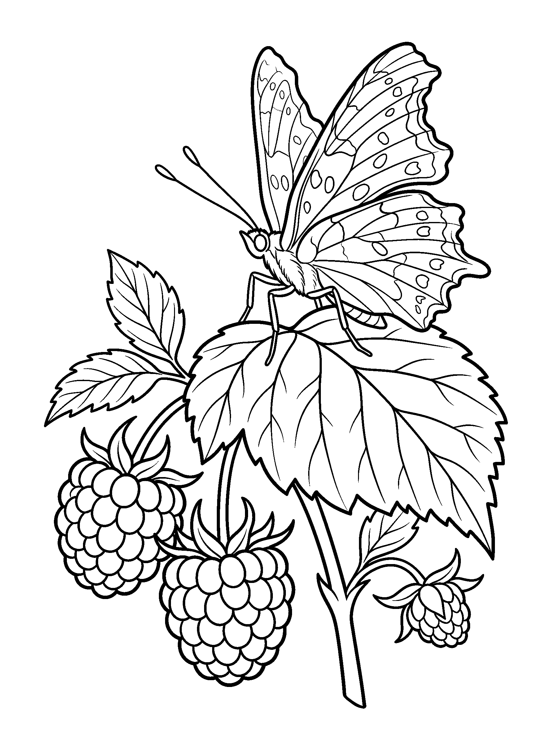 Comma Butterfly on a Leaf — full black-and-white printable coloring page