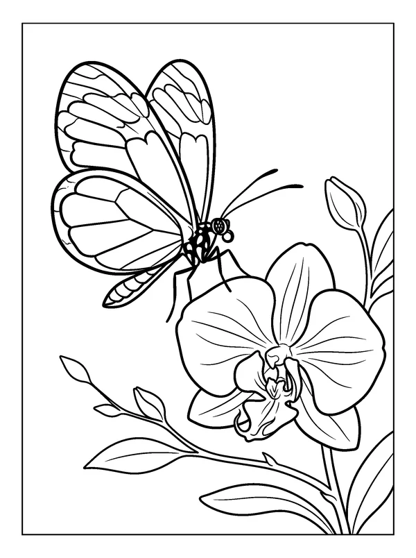 Glasswing and Orchid — printable black-and-white coloring sheet