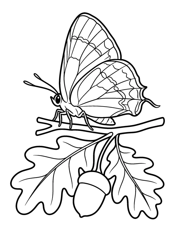 Hairstreak on an Oak Twig — printable black-and-white coloring sheet