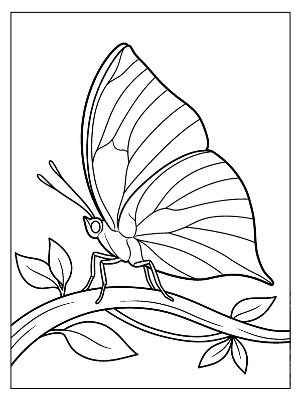 Leafwing on a Branch — printable black-and-white coloring sheet