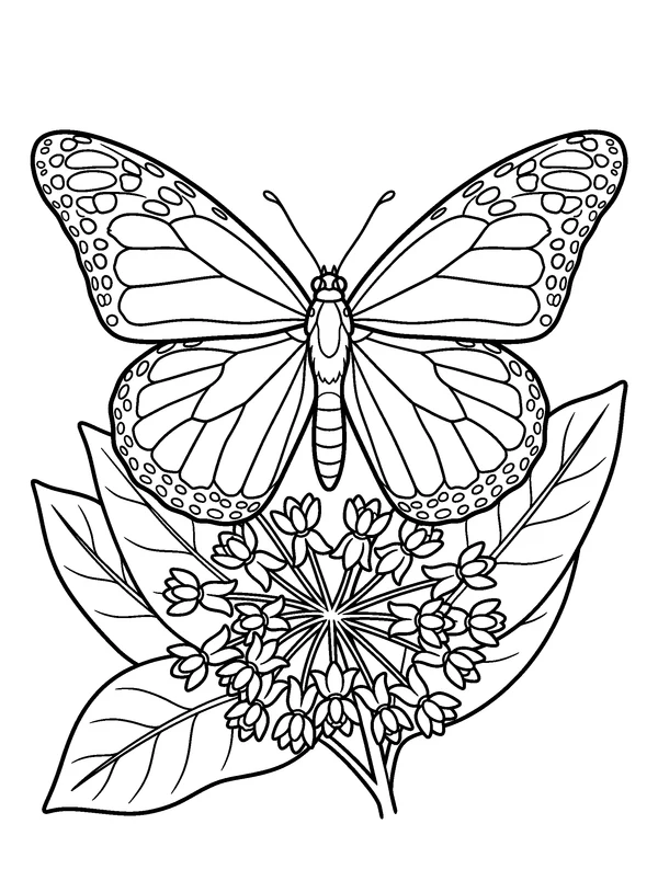 Monarch on Milkweed — printable black-and-white coloring sheet