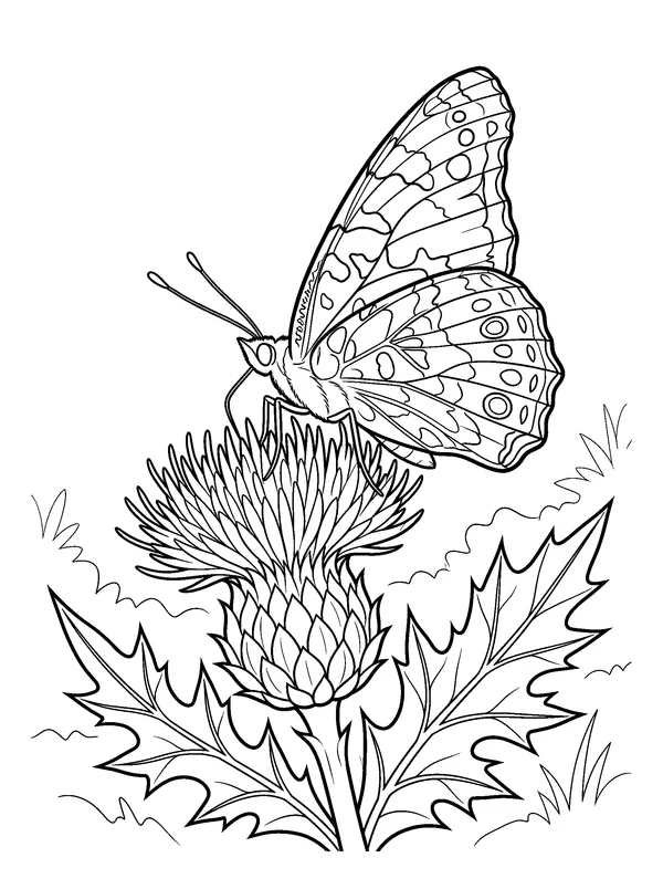 Painted Lady and Thistle — printable black-and-white coloring sheet