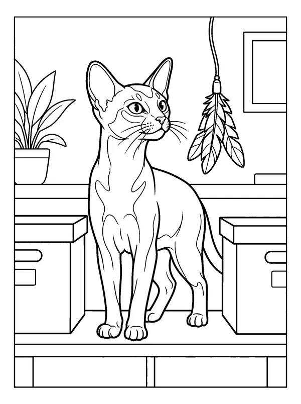 Abyssinian Shelf Watch — printable black-and-white coloring sheet