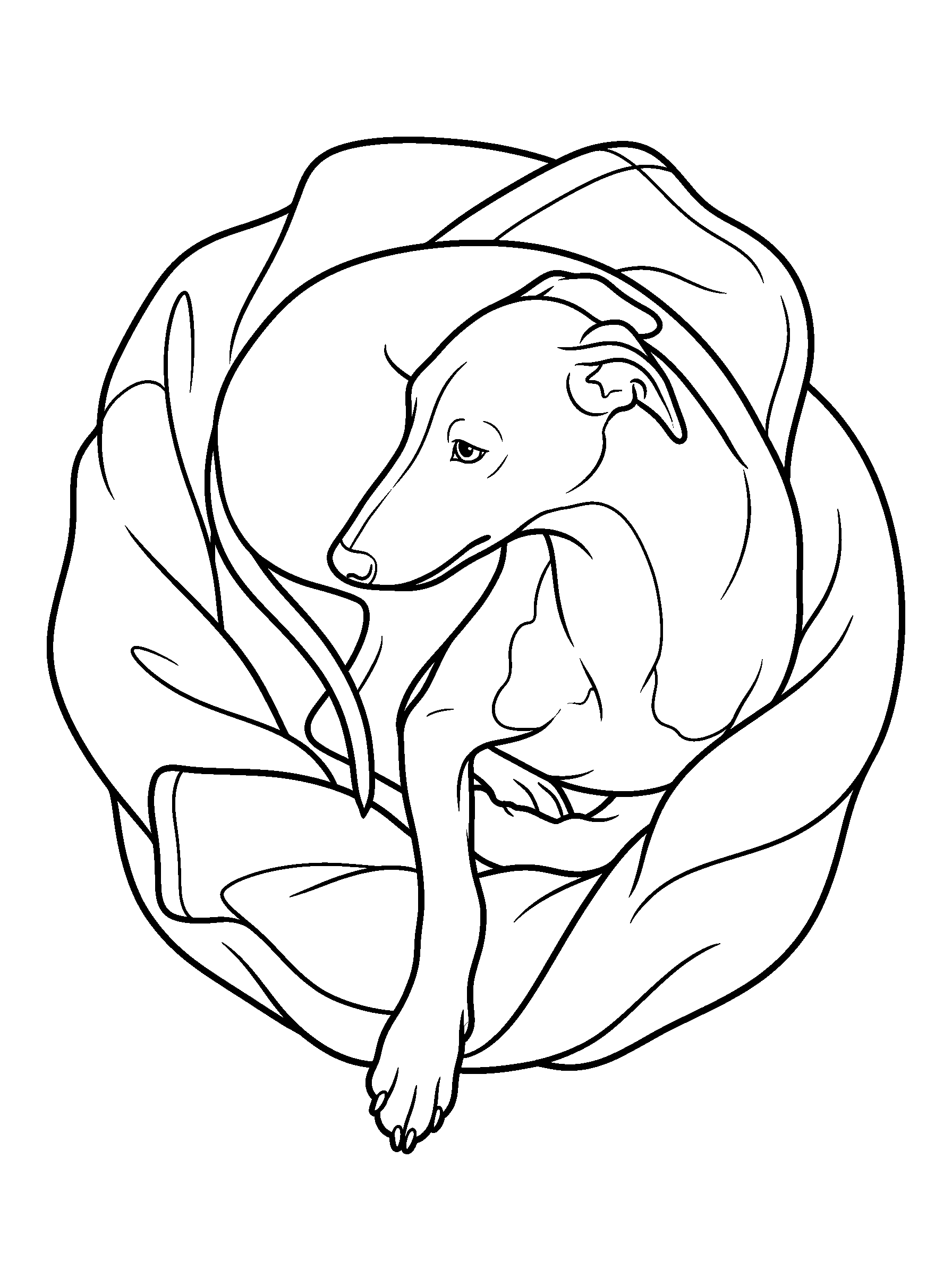 Whippet Blanket Nest — full black-and-white printable coloring page