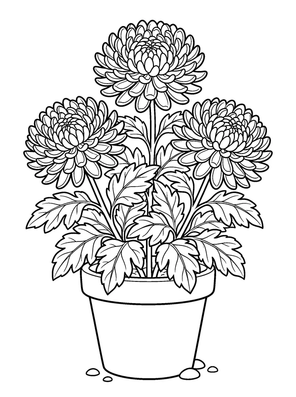 Chrysanthemum Pot — printable black-and-white coloring sheet