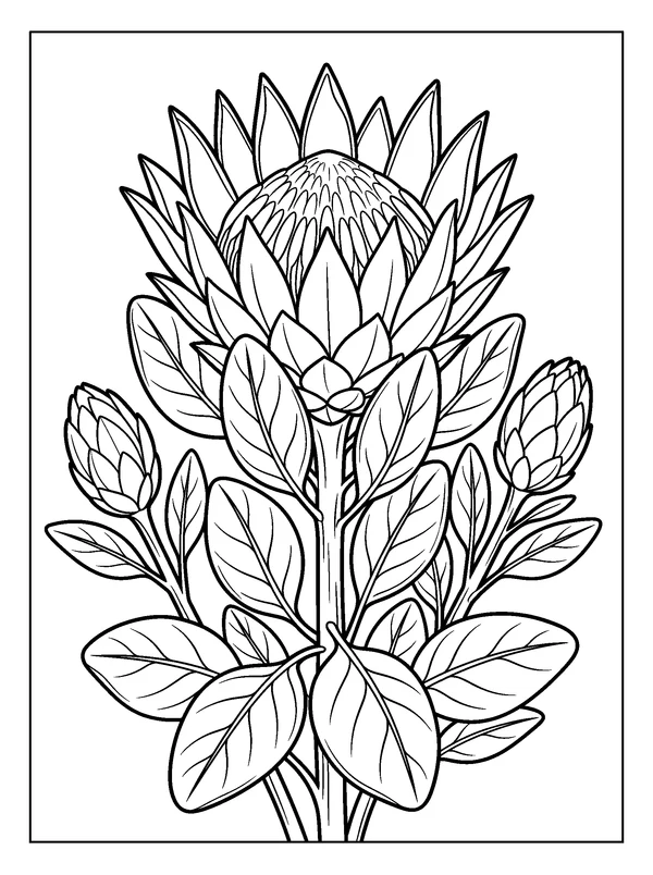 Protea and Leaf Fan — printable black-and-white coloring sheet