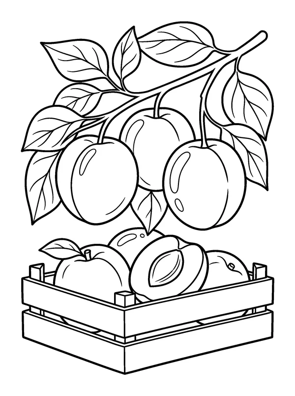 Apricot Orchard — printable black-and-white coloring sheet