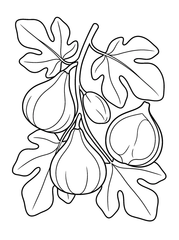 Fig Branch — printable black-and-white coloring sheet
