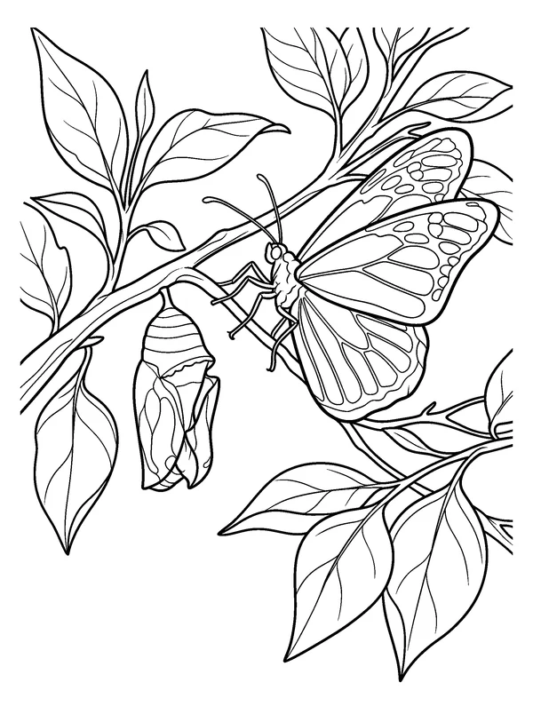 Butterfly Emerging from a Chrysalis — printable black-and-white coloring sheet