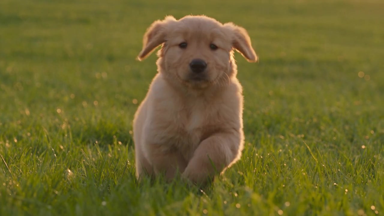 Golden retriever motion study
