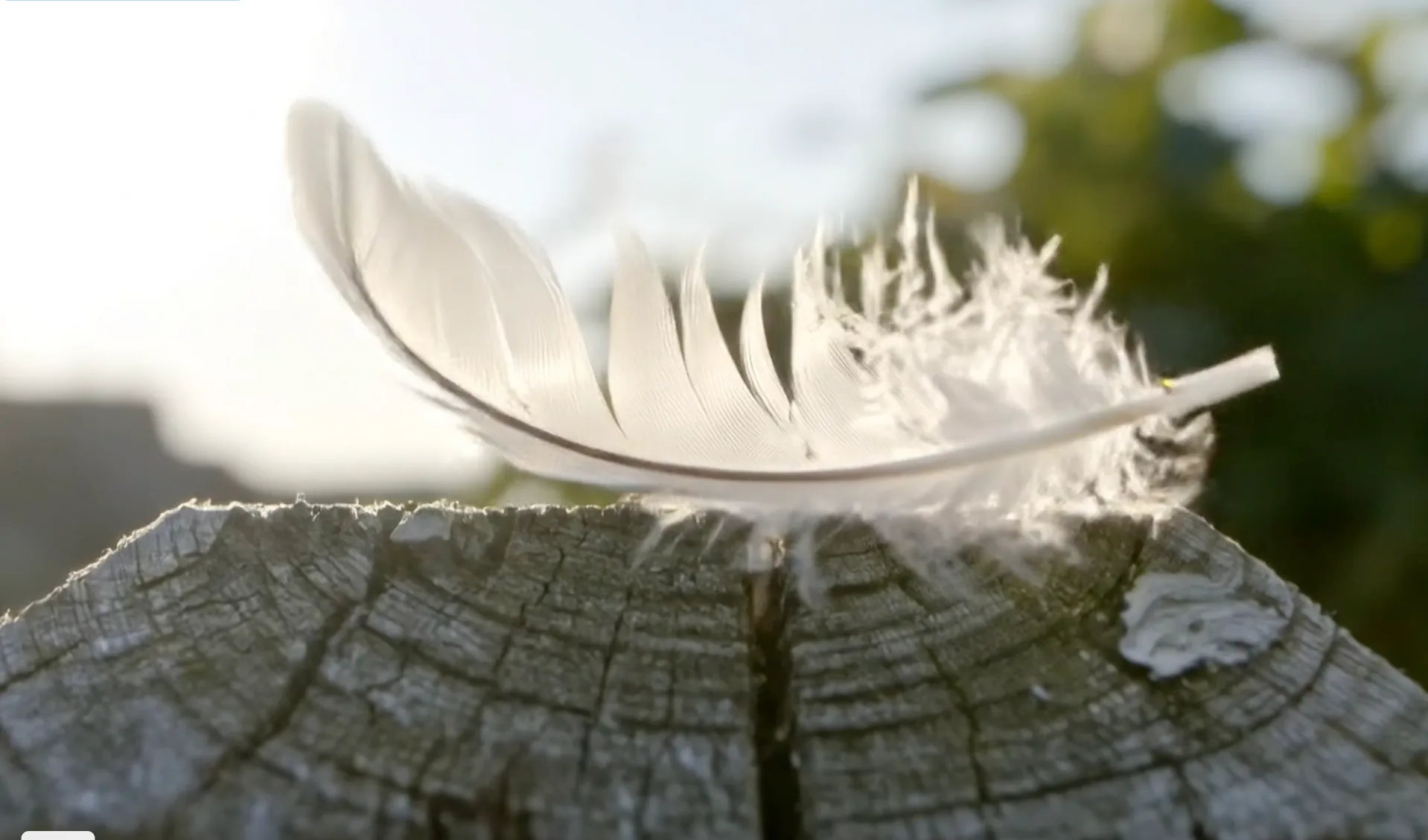 Feather in the Wind motion example